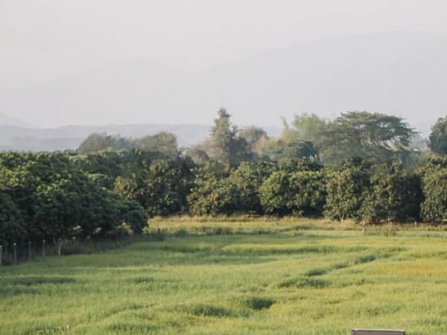 Đi dạo trên đồng, chàng trai ngỡ ngàng khi tìm thấy kho báu vàng 62 tỷ