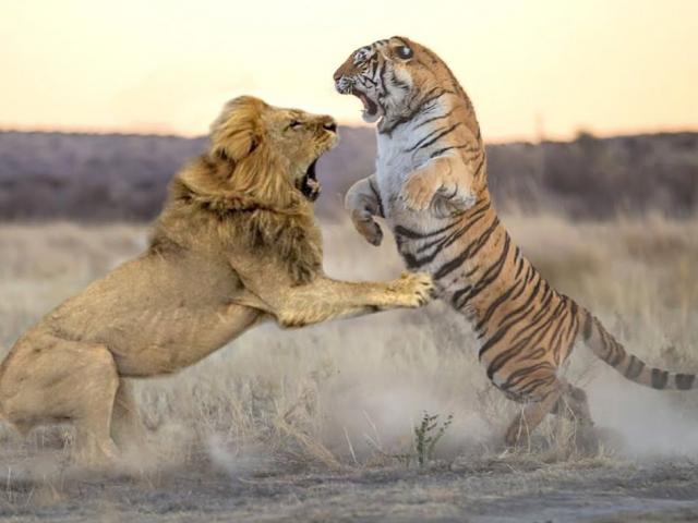 Đại chiến động vật: Sư tử nhận cú ”tát” như trời đánh từ hổ con và cái kết bất ngờ