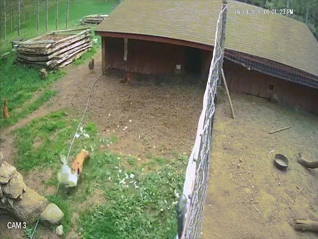 Video: Liều lĩnh đột nhập trang trại, cáo già ”gian ác” bị đàn gà quây đánh ”không trượt phát nào”