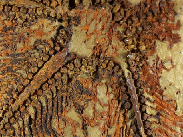 Unexpected discovery from a 5-armed, 480 million-year-old creature "sealed" in rock