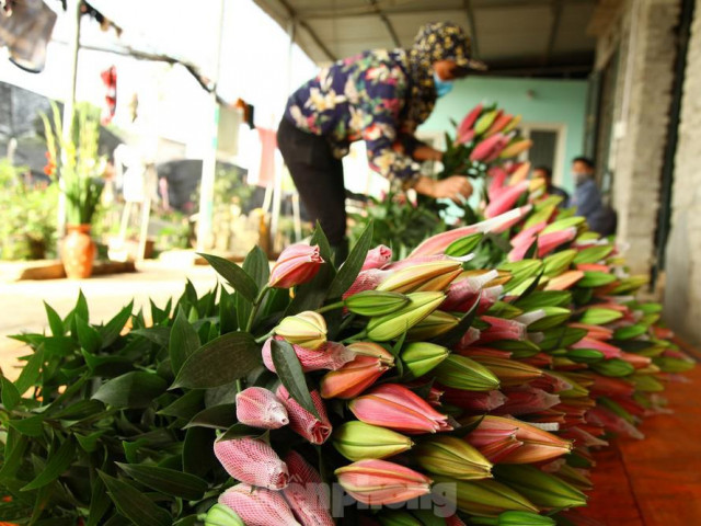 Nông dân vựa hoa ly lớn nhất Bắc Giang lo gặp cảnh 'hoa cười, người khóc'