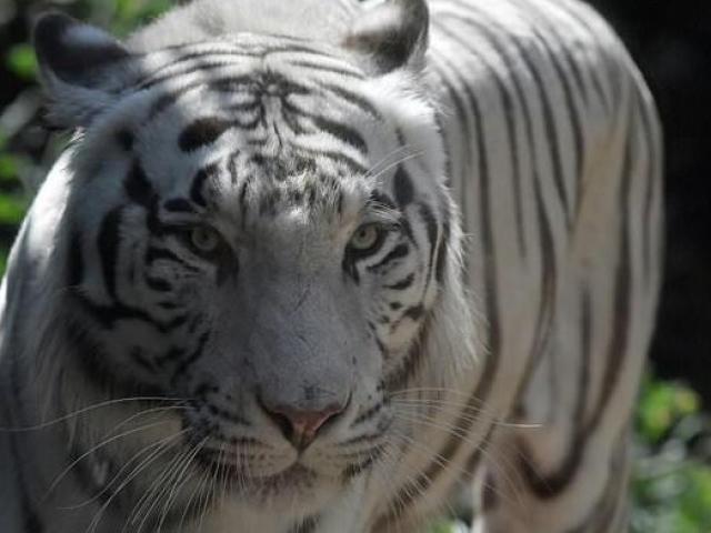 Indonesia: Bắt sống hổ Bengal sổng chuồng, giết chết nhân viên vườn thú