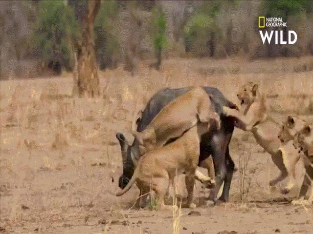Video: Đang điên cuồng tấn công trâu rừng, vì sao 8 con sư tử phải bỏ cuộc?