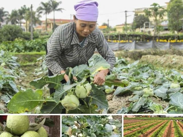 Hàng trăm tấn nông sản tồn đọng trong tâm dịch Covid-19, cộng đồng mạng kêu gọi giải cứu