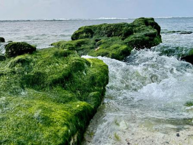 Du lịch sau Tết: Mê hoặc rêu xanh nơi sóng tự tình với đá ở đảo Lý Sơn