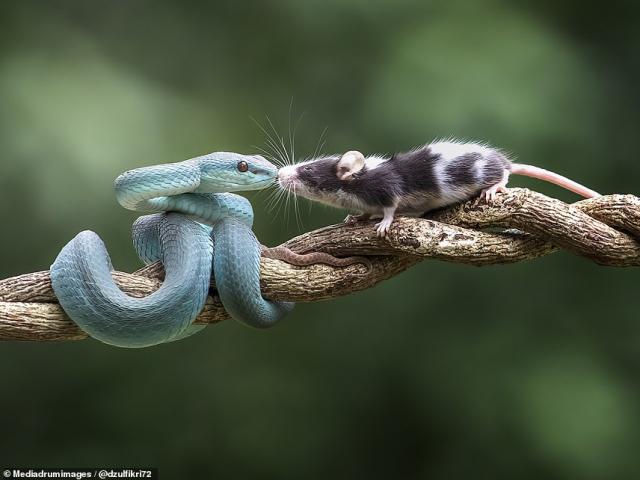 Chuột ”khóa môi” rắn viper xanh độc bậc nhất thế giới và cái kết sốc