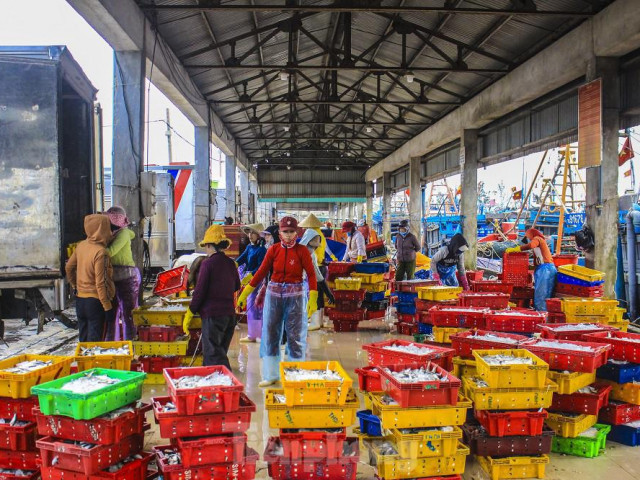 Ngư dân Quảng Ngãi trúng đậm sau chuyến biển xuyên Tết