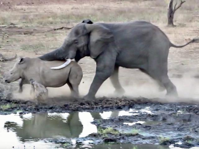 Kết cục ra sao của cuộc đại chiến giữa tê giác và voi rừng?