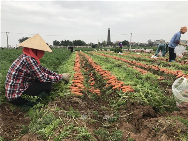 Lộ nguyên nhân khiến tiêu thụ nông sản, gia cầm ở Hải Dương vẫn bị ùn ứ