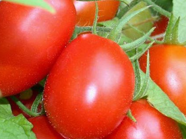 Cà chua dù có thích mê cũng cần tuyệt đối tránh những điều này khi ăn