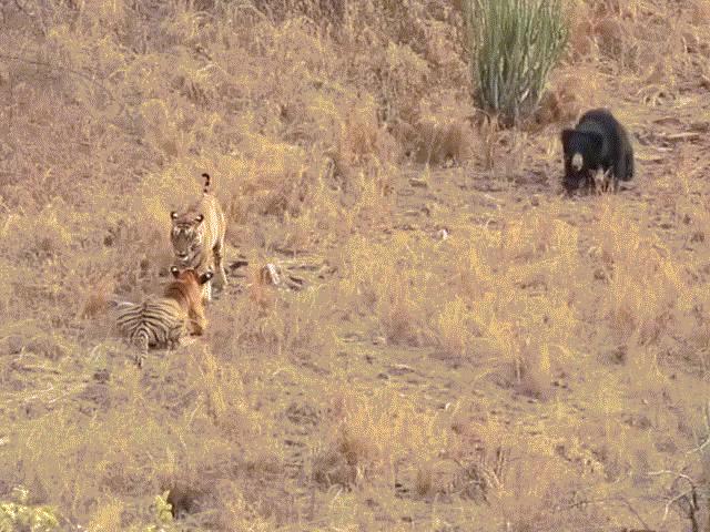 Video: Lò dò tiến tới định “xử” gấu, hổ bị dọa sợ cong đuôi bỏ chạy