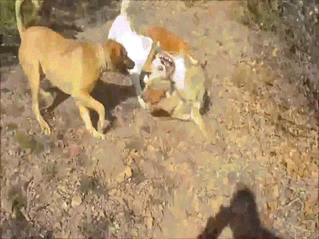 Video: 3 chó săn hung dữ thay nhau cắn xé sói, cái kết gây rùng mình