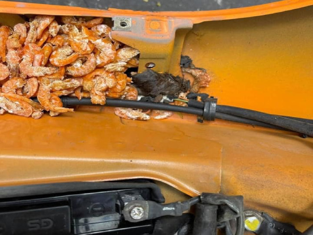 SỐC: Chuột tha cả cân tôm khô, tích trữ trong xe máy