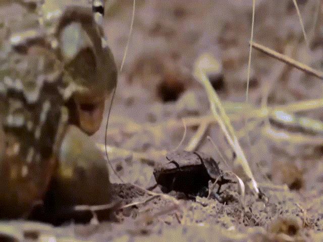 Video: Ếch ”yêu tinh” lùa cả đàn bọ hung vào miệng trong ”tích tắc”