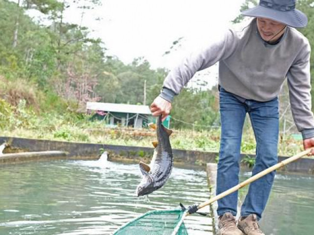 Cá tầm Trung Quốc siêu rẻ quá nhiều, hạ ”đo ván” cá trong nước