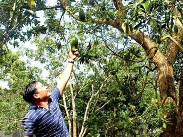 Sở hữu cây quý 40 năm, người đàn ông ở Việt Nam kiếm hàng trăm triệu