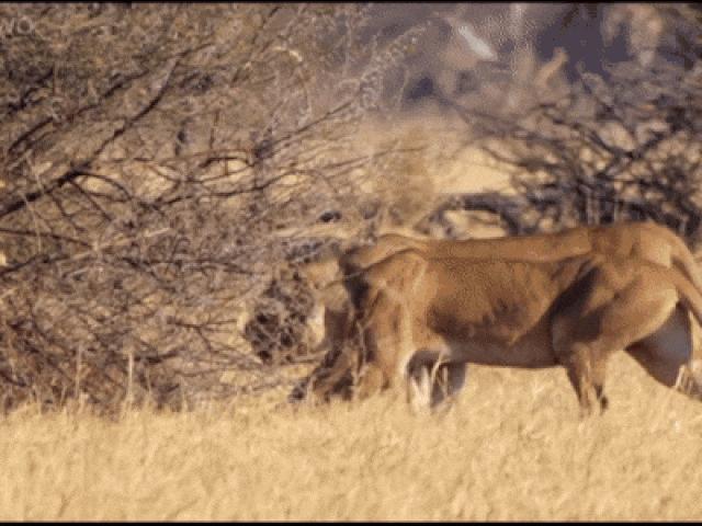 Kinh hãi sư tử tấn công, nhai ngấu nghiến người trong vườn quốc gia
