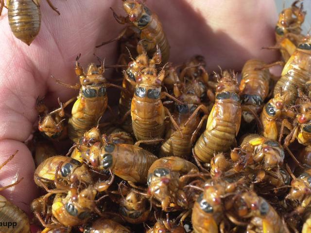 Mỹ: Hàng tỷ con côn trùng ”đội mồ” chui lên sau 17 năm, ”tấn công” khắp 15 bang