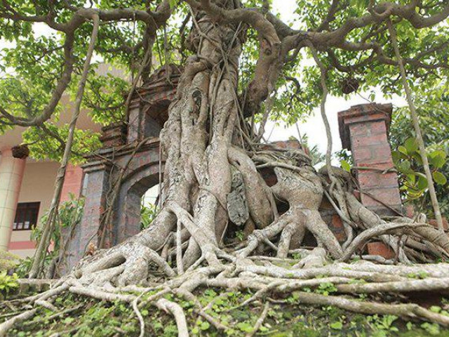 Mãn nhãn cây sanh “hồn quê đất Việt”, khách trả 6 tỷ chủ nhân chưa bán