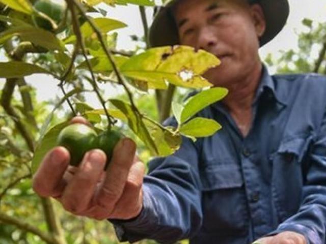 Trồng thứ nghe đã thấy giàu sang, nông dân ở Việt Nam kiếm tiền triệu/ngày