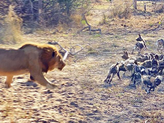 Cuộc tàn sát đẫm máu khi bầy chó hoang bị sư tử đực tấn công