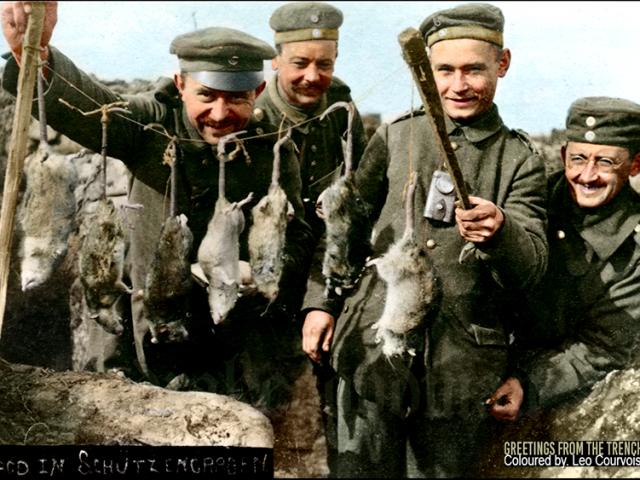 Kinh hoàng hàng triệu con chuột to như mèo khiến binh sĩ Thế chiến I khổ sở
