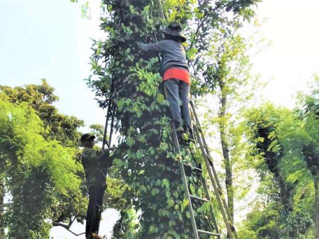 Vì sao giá hồ tiêu tăng phi mã dù nguồn cung không thiếu?