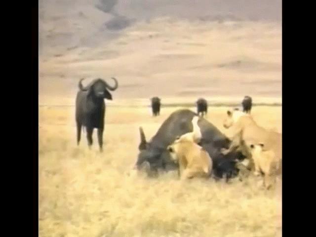 Video: Trâu rừng không chịu thua, ”hạ gục” đàn sư tử trong phút chót