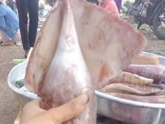 Loại hải sản khổng lồ ”rẻ như cho” 65.000 đồng/kg ở Việt Nam có gì đặc biệt?