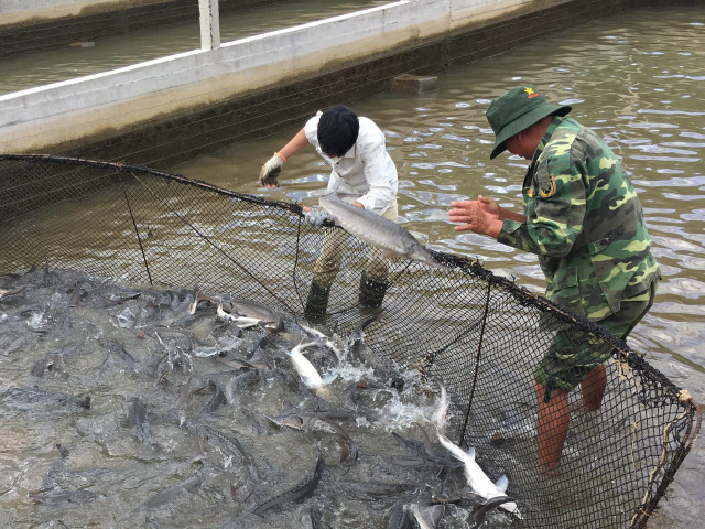 Bị cá tầm Trung Quốc ”tấn công”, cá tầm Việt thiệt hại 200 tỉ