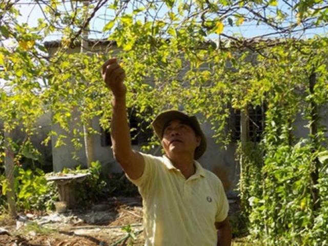 Cây từng leo bờ rào ở Việt Nam, trồng nhàn tênh kiếm tiền triệu/ngày