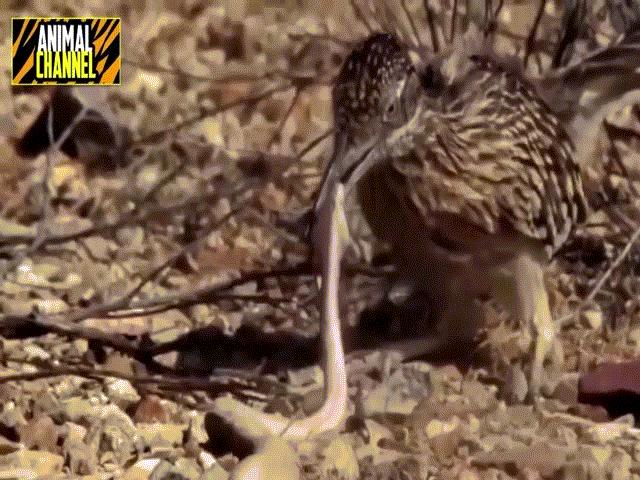 Video: Rắn đuôi chuông bị chim cuốc đập nát đầu rồi nuốt chửng