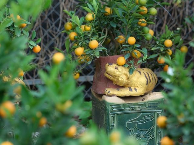 Độc nhất Hà Nội: “Đàn hổ vàng” ôm quất bonsai giá tiền triệu