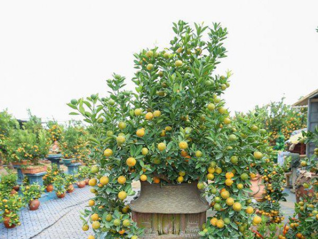 Độc đáo quất bonsai ”ôm nhà” trưng Tết giá 15 triệu đồng