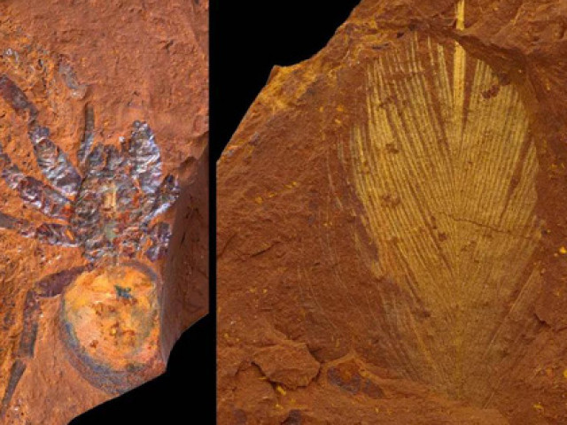 Hàng ngàn sinh vật 16 triệu tuổi nguyên vẹn trong ”đá Sao Hỏa”