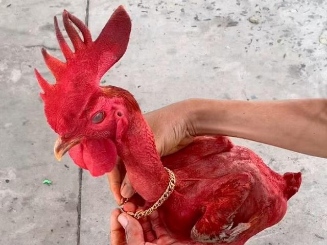 Kì lạ con gà ”trần trụi”, thích ăn sầu riêng, khách trả 50 triệu mà chủ không chịu bán