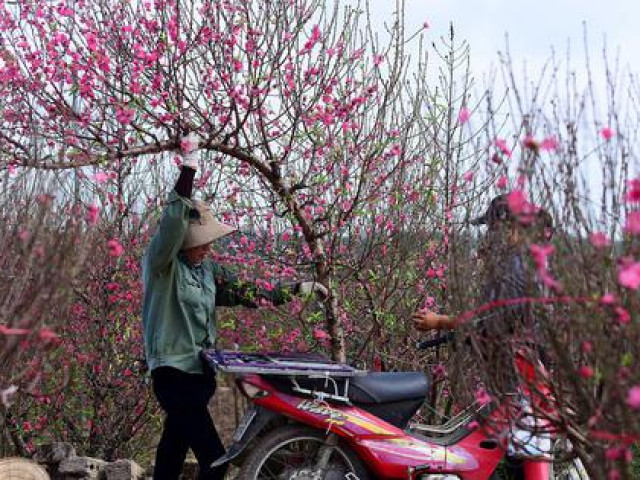 Năm nào cũng mua đào chơi Tết nhưng hẳn bạn chưa biết có đến 4 loại đào để lựa chọn