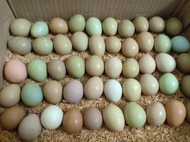 Tết này bà nội trợ Việt đỏ mắt tìm mua loại trứng ”lạ” nhiều màu, giá gấp 10 lần trứng gà ta