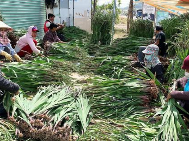 Chuyện chưa từng có ở làng hoa lay ơn lớn nhất nước