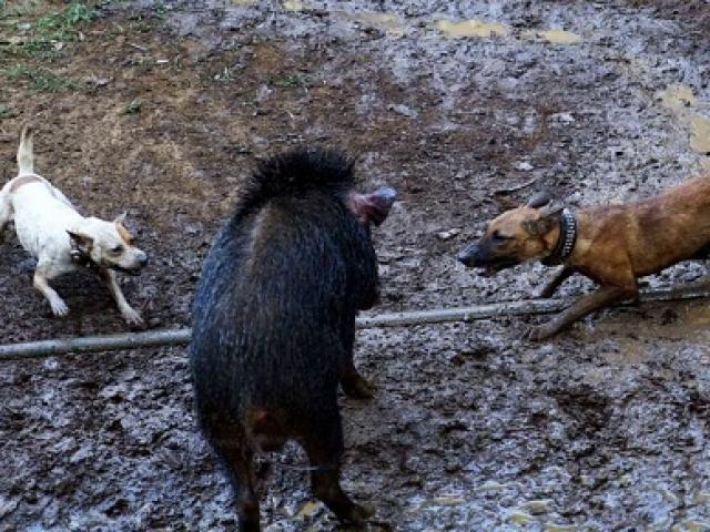 Lợn rừng ”thủy chiến” bầy chó Pitbull và màn cắn xé kinh hoàng