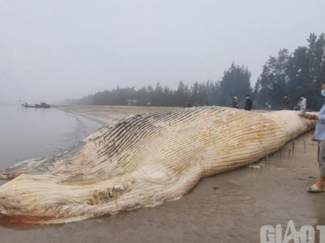 Phát hiện xác cá voi gần 10 tấn trôi dạt vào bờ biển Thanh Hóa