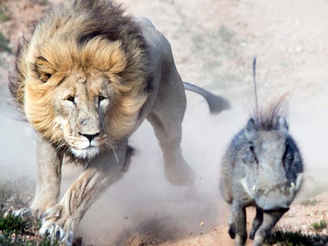 Sư tử đực cướp mồi sư tử cái, lợn rừng thoát chết ngoạn mục