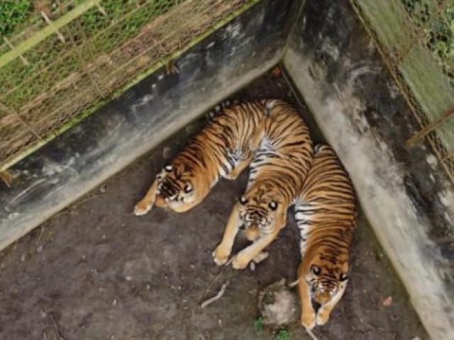 Vì sao hàng chục con hổ ở Thanh Hoá, Nghệ An cho không ai lấy?