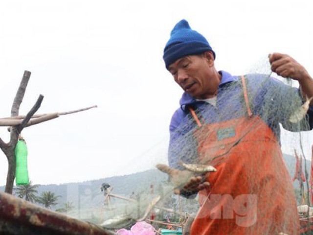 Ngư dân hối hả gỡ tấm lưới nặng trĩu cá, ''bỏ túi'' tiền triệu mỗi ngày