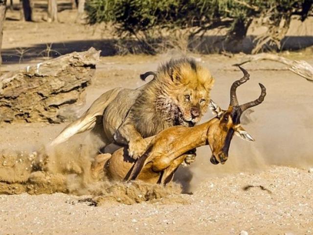 Trốn dưới sông, linh dương vẫn bị sư tử đoạt mạng đau đớn
