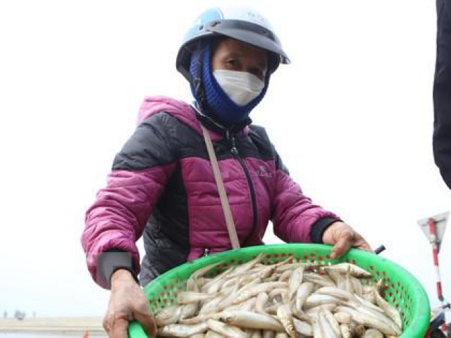 Vào mùa cá đục, ngư dân Hà Tĩnh thu tiền triệu mỗi ngày