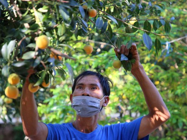 ”Đã mắt” với vườn thanh trà trĩu quả ở miền Tây