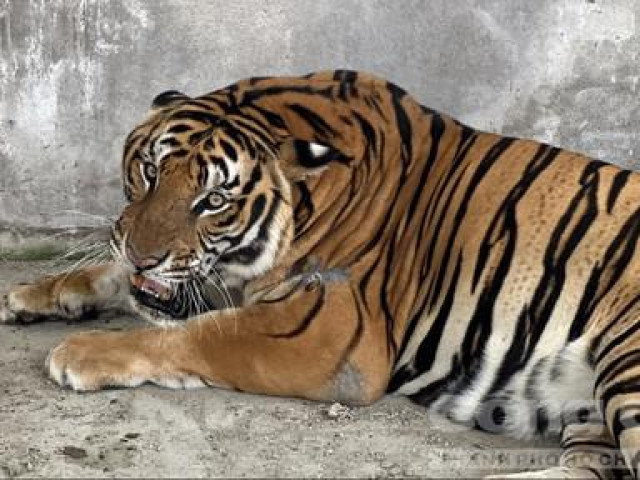 4 con hổ ‘khủng’ nuôi nhốt ở Bình Dương được đưa về Thảo cầm viên Sài Gòn