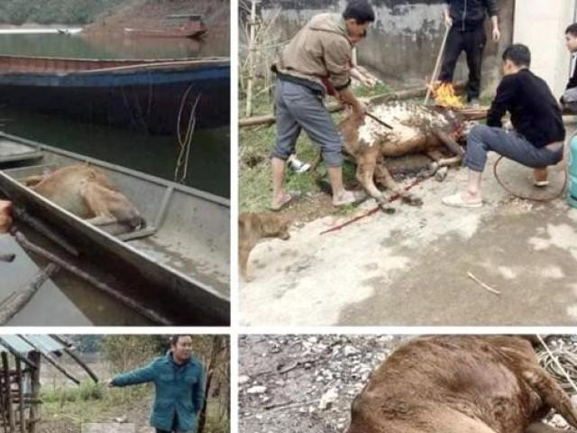 Hàng nghìn con trâu bò chết rét, Nghệ An ra công điện khẩn