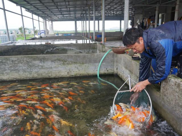 Loài cá sống dai cả thế kỉ, nhiều người Việt nuôi có trăm triệu ”đút túi”
